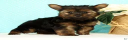 Yorkshire Terrier dogs for sale: Benji - Ad 6