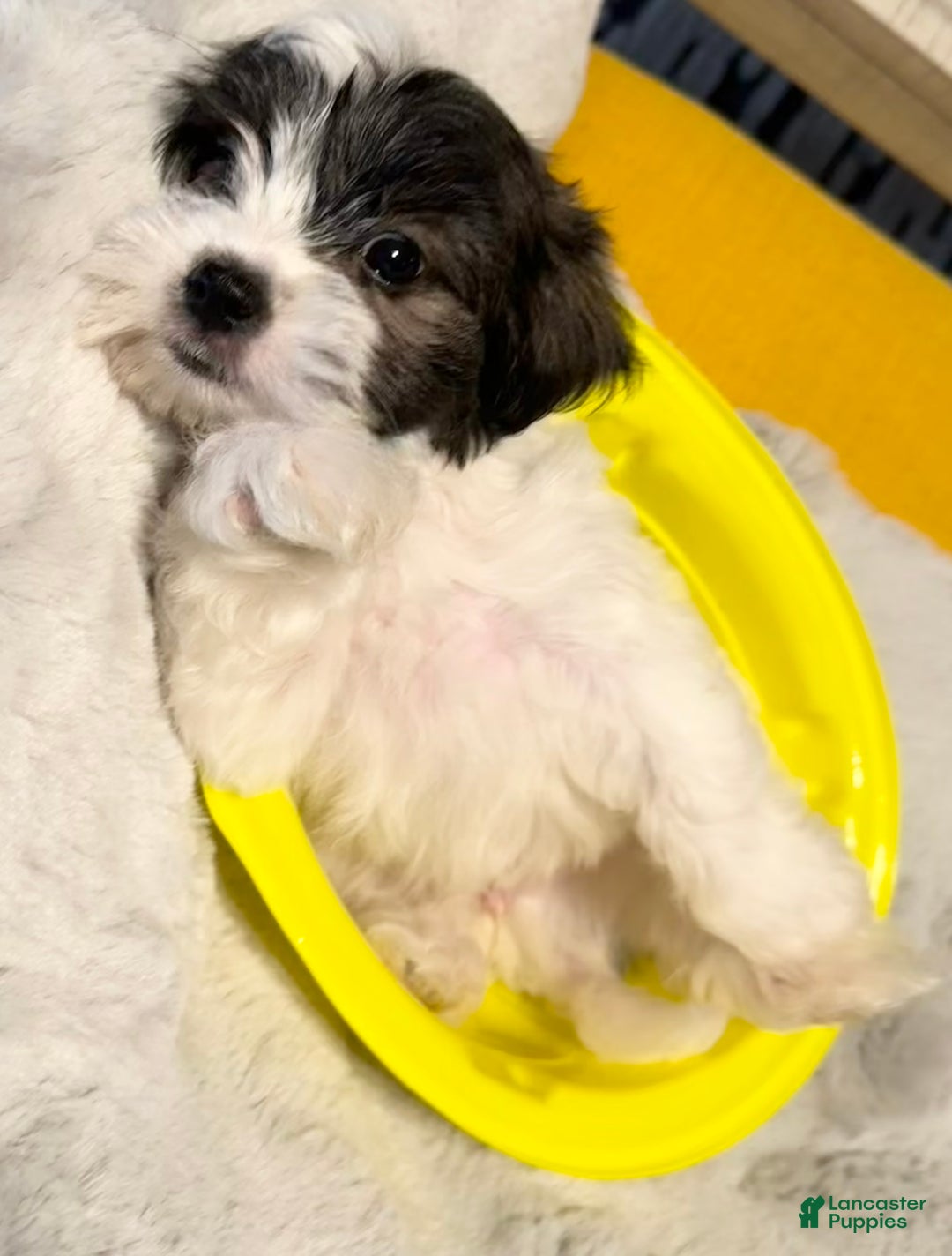 Mixed Breed dogs for sale: Lhatese Breed “Tubby” - Ad 11