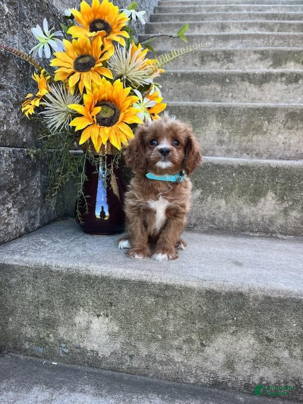 Cavapoo dogs Neldon - Ad 1