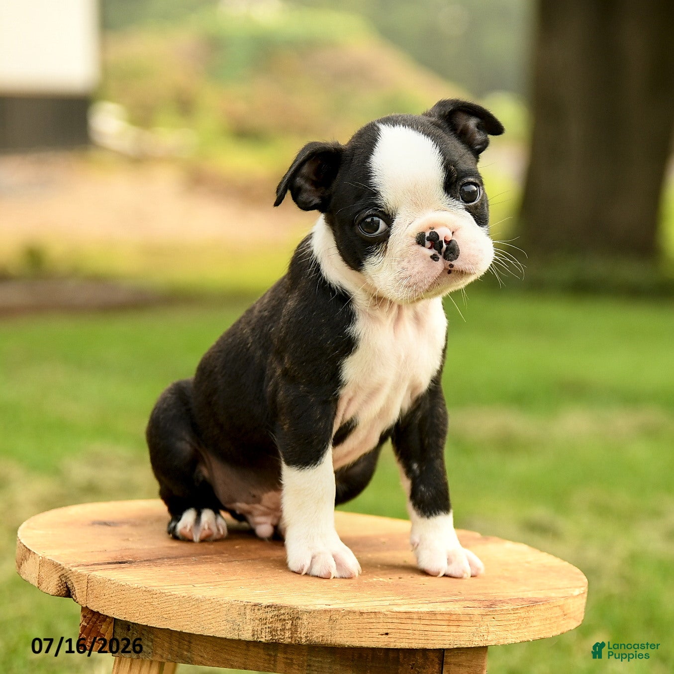 Boston Terrier dogs Brady - Ad 1