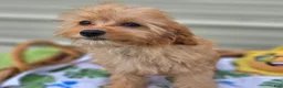 Cavapoo dogs for sale: Miles - Ad 23