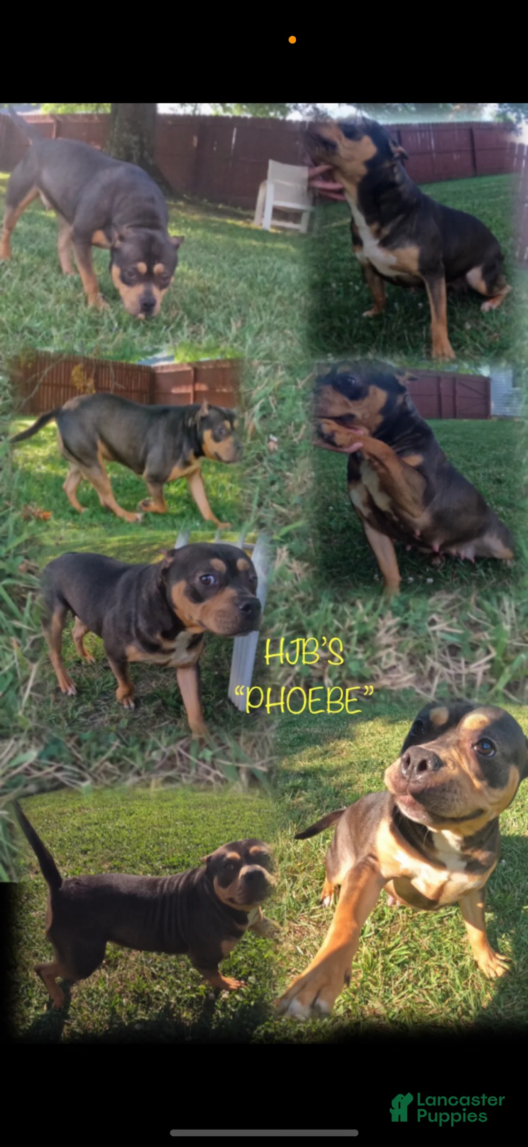 American Bully dogs for sale: American Bully Puppy 1 - Ad 2