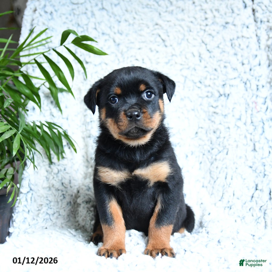 Rottweiler dogs Zara - Ad 13
