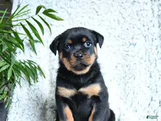 Rottweiler dogs Zara - Ad 13