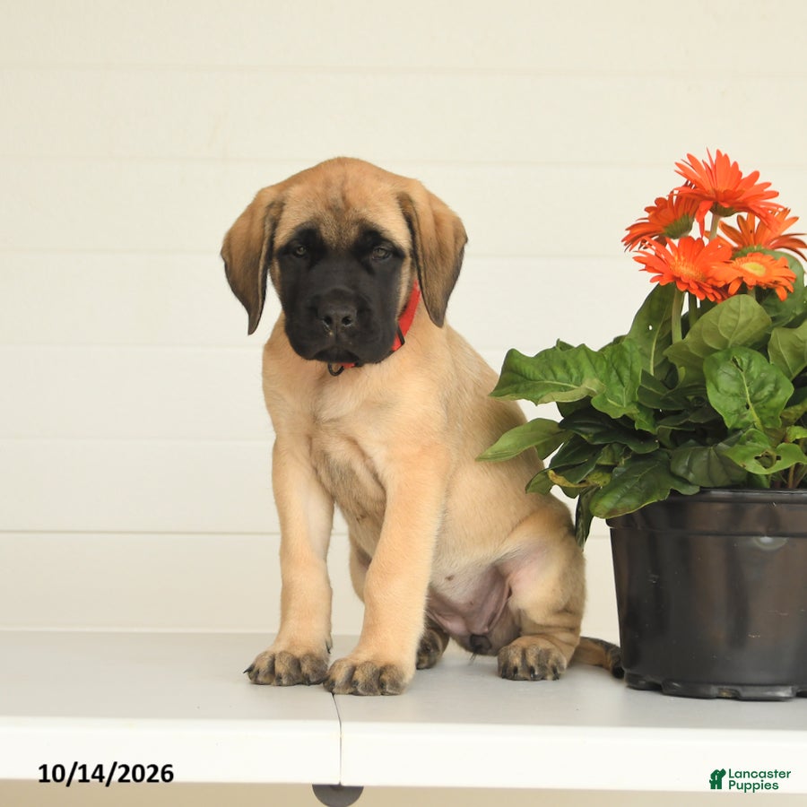English Mastiff dogs Lynette - Ad 1