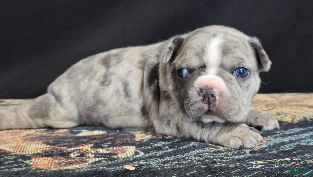 Frenchton dogs for sale: Cleo - Ad 2