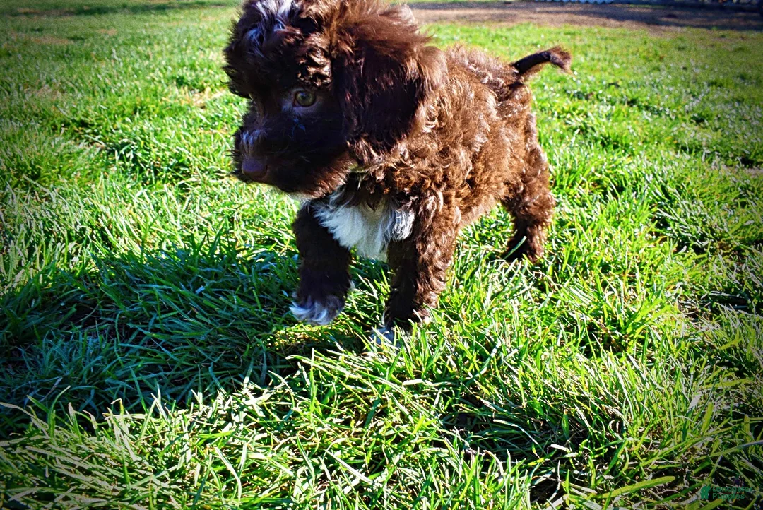 Havapoo dogs for sale: Sunny - Ad 16