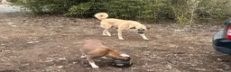 Mixed Breed dogs for sale: Valentine - Ad 8