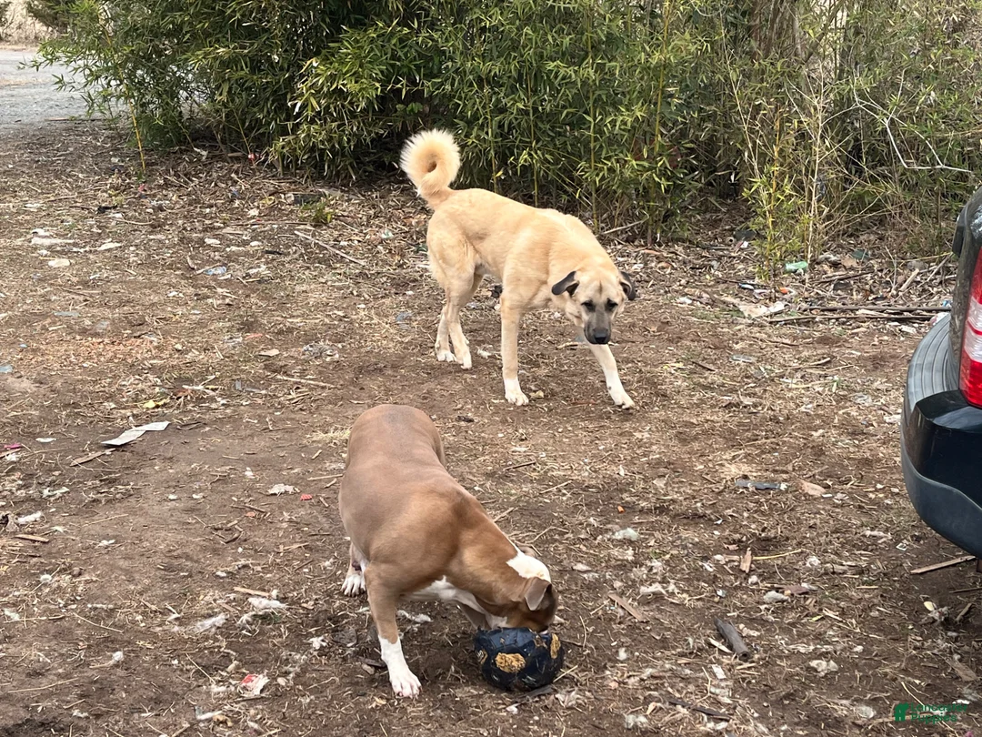 Mixed Breed dogs for sale: Valentine - Ad 8
