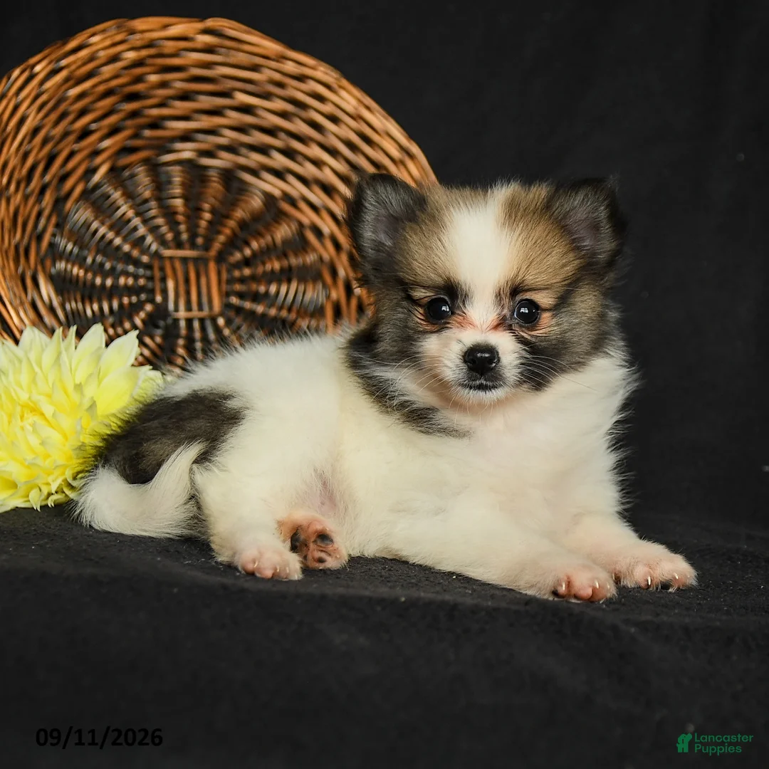Pomeranian dogs for sale: Lily  - Ad 2