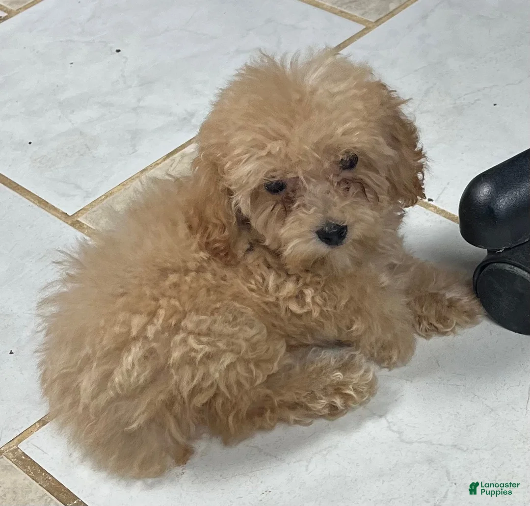 Toy Poodle dogs for sale: Ryan - Ad 1