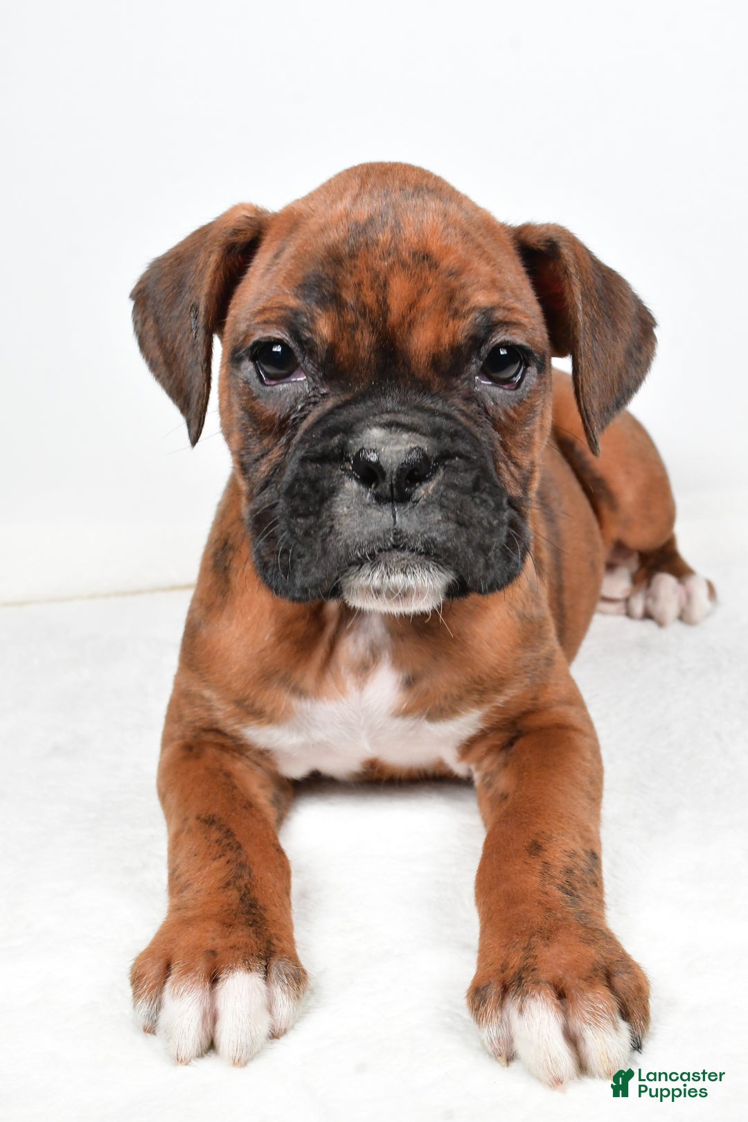 Boxer dogs for sale: Benji - Ad 2