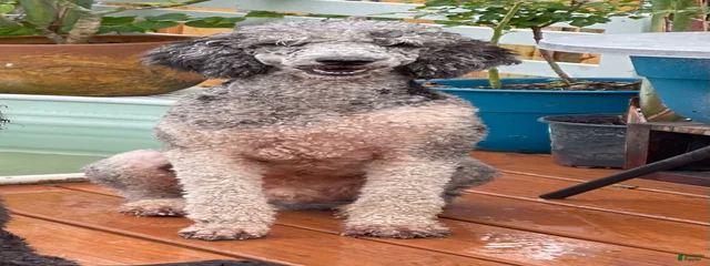 Pedro