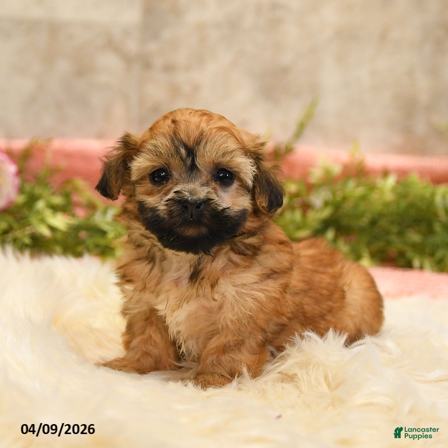 Teddy Bear dogs Tara - Ad 1