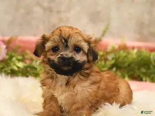 Teddy Bear dogs for sale: Tara - Ad 3
