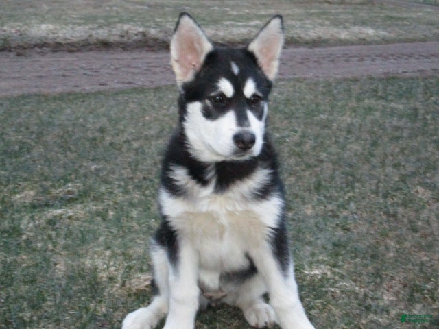 Alaskan Malamute dogs Shadow - Ad 1