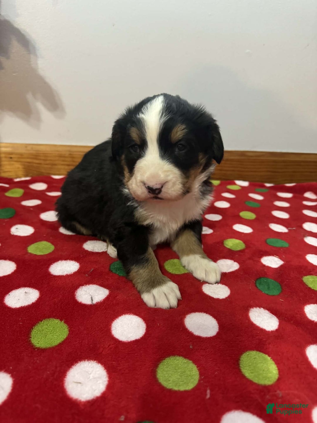 Bernese Mountain Dog dogs for sale: Holly - Ad 4