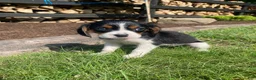 Beaglier dogs for sale: Abby - Ad 7