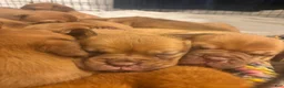 Dogue De Bordeaux dogs for sale: Dogue De Bordeaux Puppy 5 - Ad 88