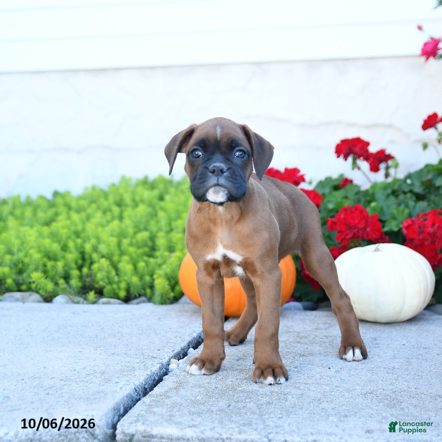 Boxer dogs Max - Ad 1