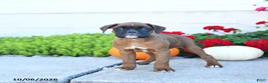 Max