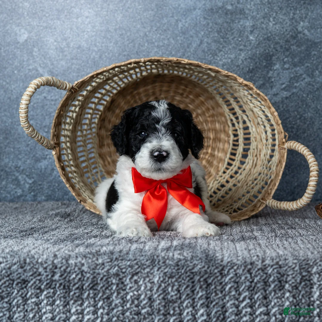 Goldendoodle dogs for sale: Mr. Macchiato - Parti Goldendoodle - Ad 2