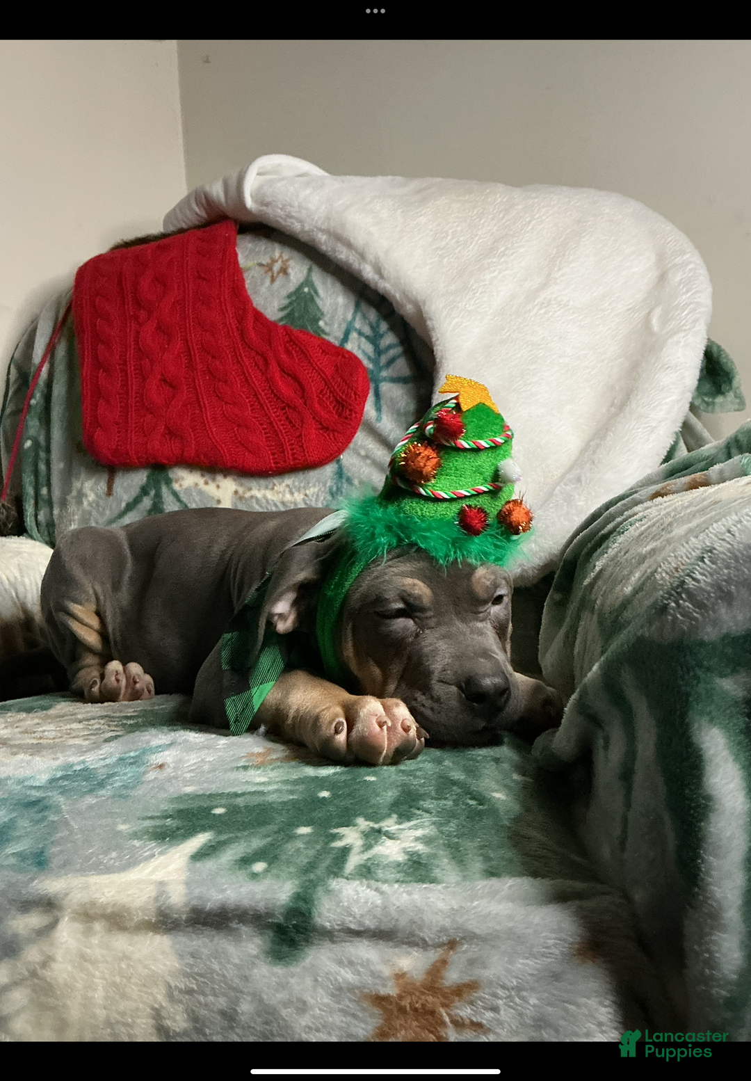 American Bully dogs for sale: Cookie Monster  - Ad 3