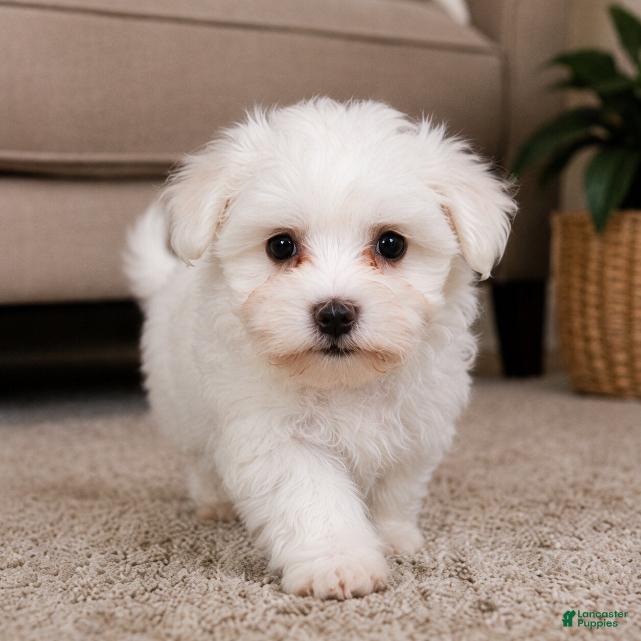 Maltese dogs Milo - Ad 2
