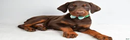 Doberman Pinscher dogs for sale: Harlan - Ad 2