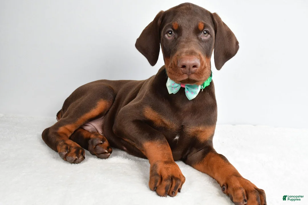 Doberman Pinscher dogs for sale: Harlan - Ad 2