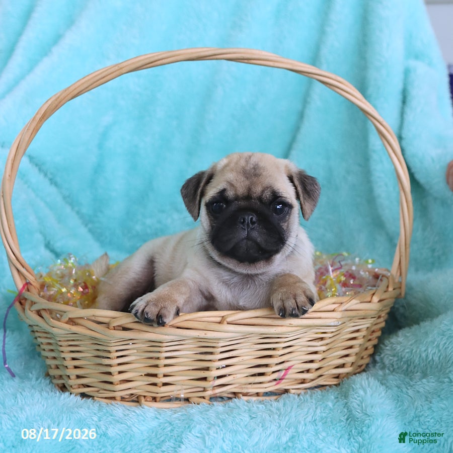 Pug dogs Archie - Ad 1