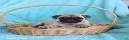 Pug dogs for sale: Archie - Ad 1