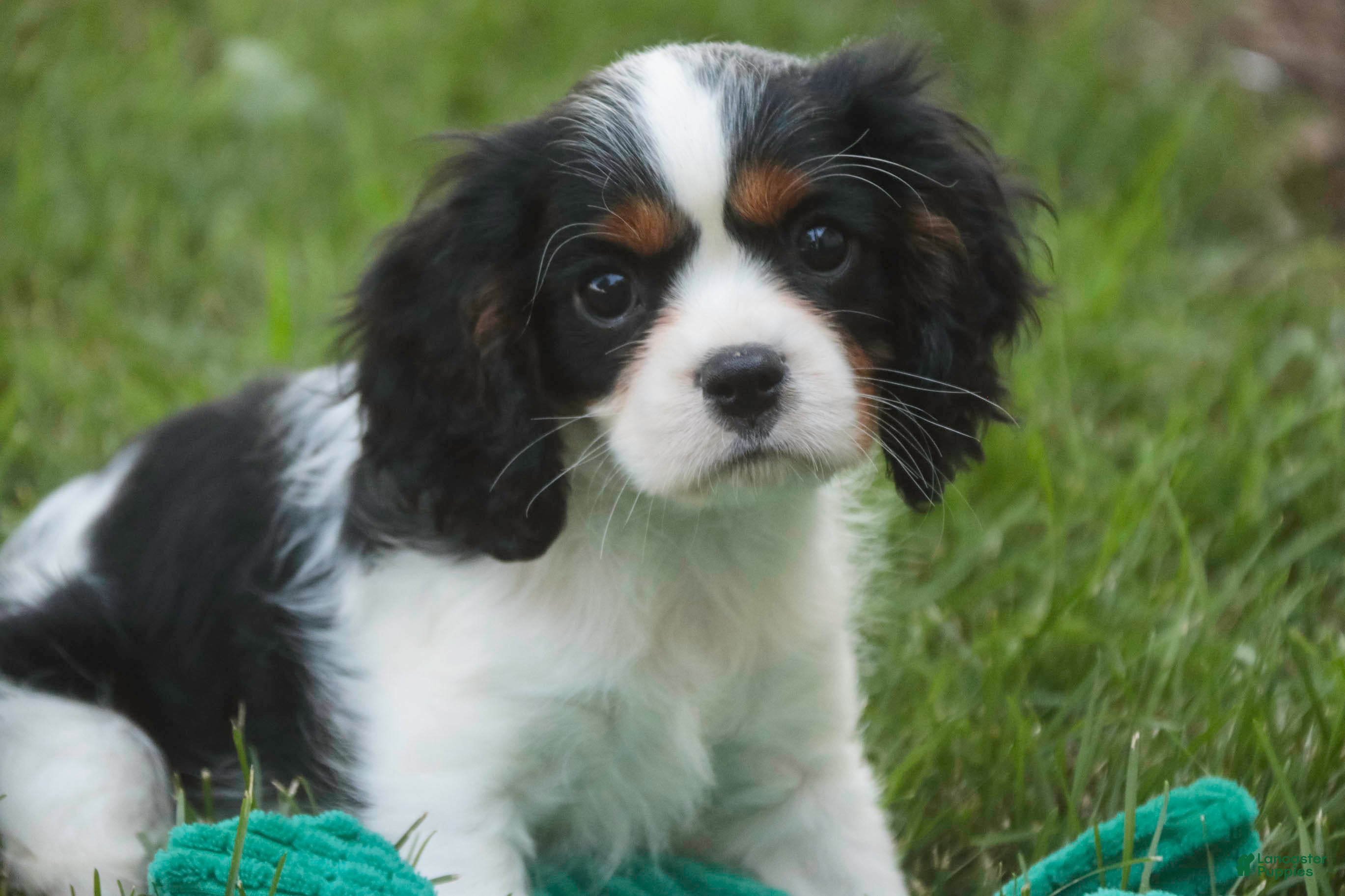 Cavalier King Charles Spaniel dogs Buddy - Ad 1