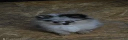 Pomeranian dogs for sale: Aca Harley  - Ad 4