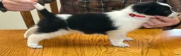 Border Collie dogs for sale: Richard - Ad 2