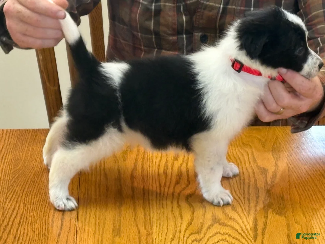 Border Collie dogs for sale: Richard - Ad 2