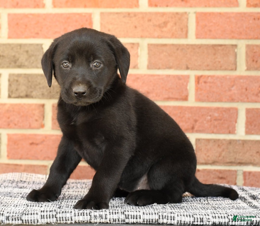 Black Labrador Retriever Best Puppy Selling Sites Labrador