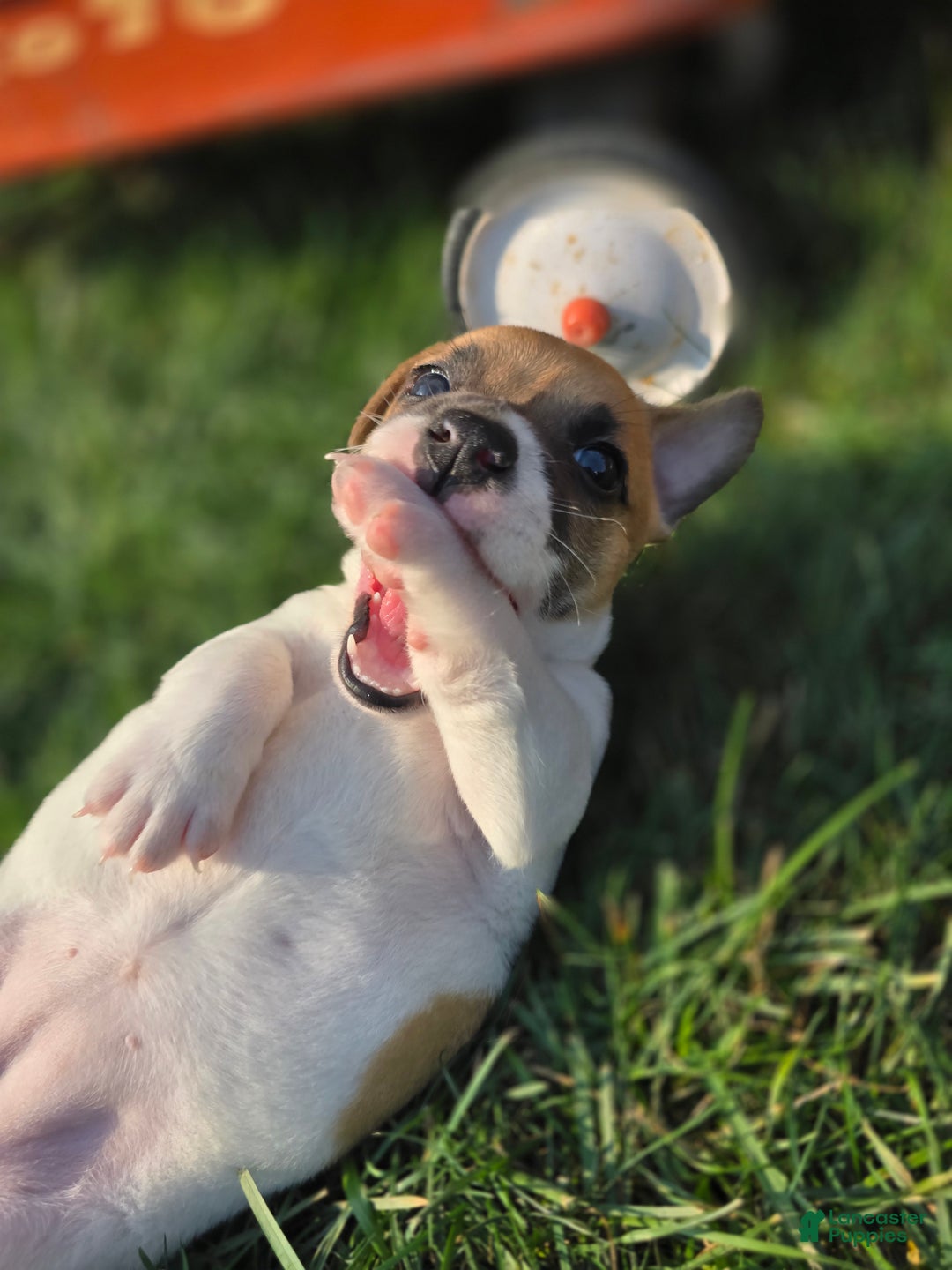 Jack Russell Terrier dogs for sale: Molly - Ad 7