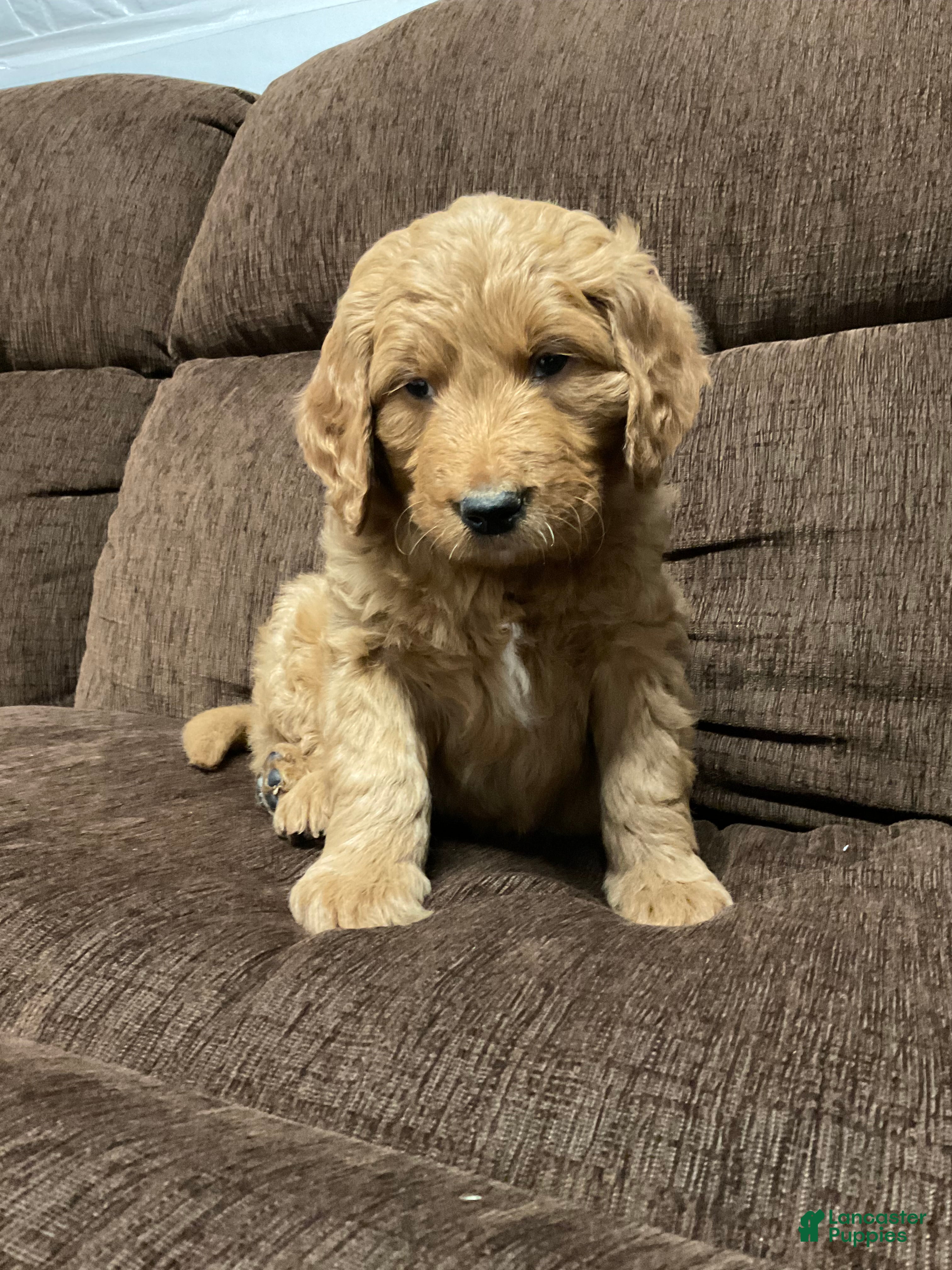Goldendoodle dogs Chandler - Ad 29