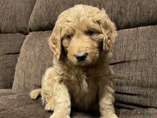 Goldendoodle dogs Chandler - Ad 29