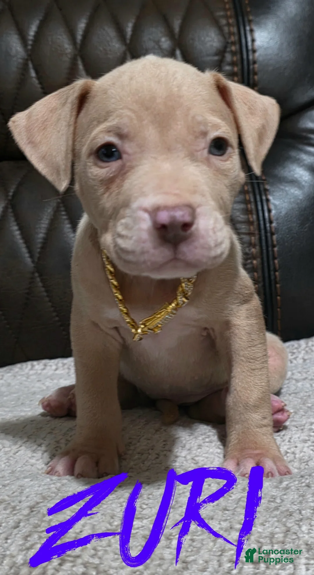 American Pit Bull Terrier dogs for sale: Zuri - Ad 1