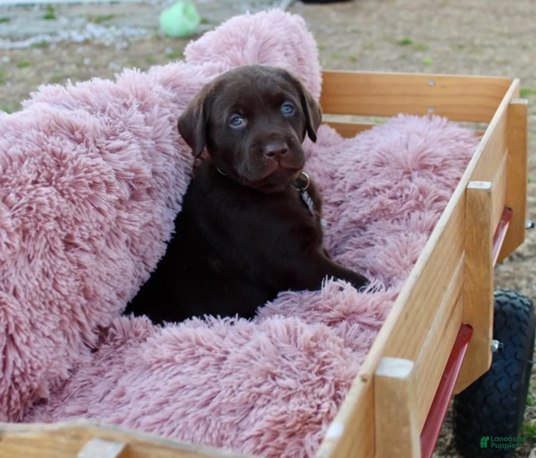 Labrador Retriever dogs for sale: Black Collar - Ad 11