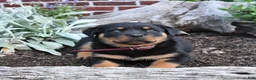 Rottweiler dogs for sale: Bailey - Ad 5