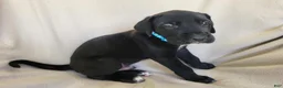 Daniff dogs for sale: Luke - Ad 1