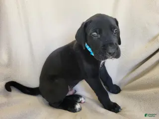Daniff dogs Luke - Ad 2