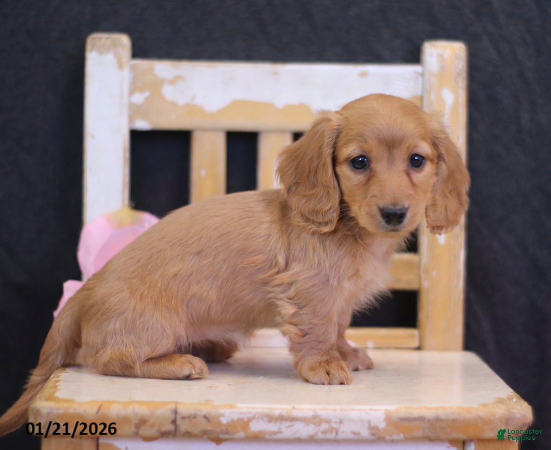 Miniature Dachshund dogs for sale: Lucy - Ad 3