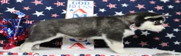 Siberian Husky dogs for sale: Atlas - Ad 5
