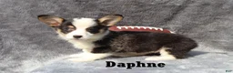 Welsh Corgi Pembroke dogs for sale: Daphne - Ad 6