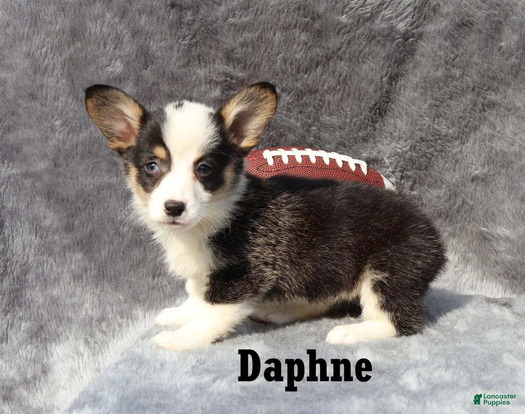 Welsh Corgi Pembroke dogs for sale: Daphne - Ad 6
