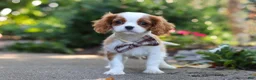 Cavalier King Charles Spaniel dogs for sale: Gus - Ad 4